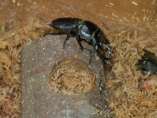 オオクワガタのブリード