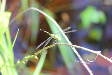 Dragonfly on a leaf