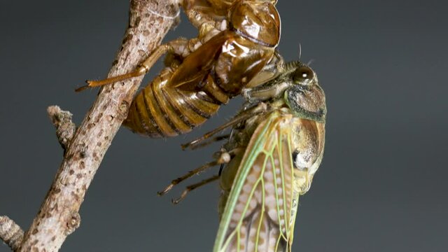 アブラゼミの羽化の途中　チルトダウン