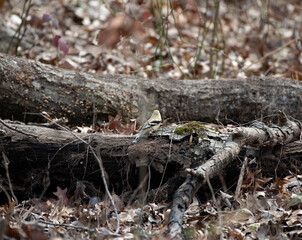 American Goldfinch