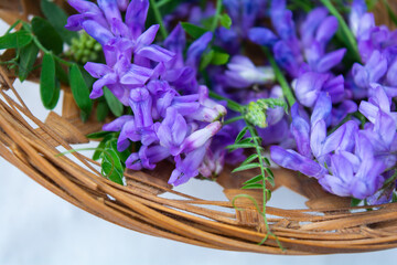 Vicia cracca or tufted vetch, bird or blue vetch and boreal vetch