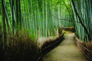 Bamboo forest after stormy day in Arashiyama, Kyoto, Japan. This place is very famous for tourists.