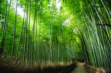 Fototapeta premium Bamboo forest after stormy day in Arashiyama, Kyoto, Japan. This place is very famous for tourists.
