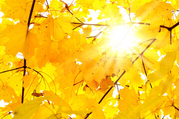 Beautiful golden maple leaves in autumn, selective focus