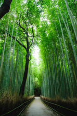 Bamboo forest 'Chikurin' in Arashiyama, Kyoto, Japan. 
A quiet bamboo forest path without people. It is usually full of tourists.