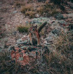 Chipmunk on Mossy Stone