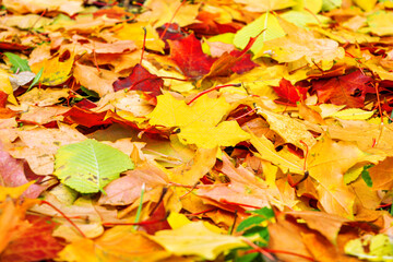Autumn multicolored maple leaves lie on grass