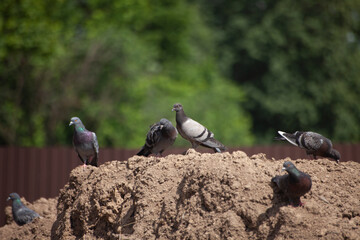 Doves on sandy ground.