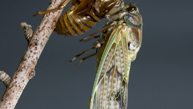 アブラゼミの羽化の途中　チルトダウン