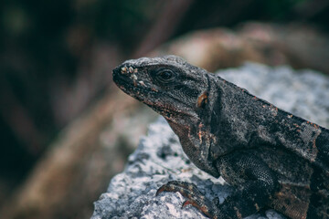 iguana on a rock