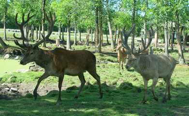 Seneca white deer are a rare herd of deer living within the confines of the former Seneca Army...