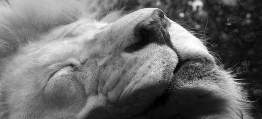 White lion is a rare color mutation of the lion. When the first pride of white lions was...