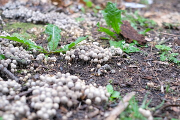mushrooms