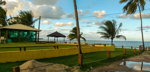 palm trees on salvador beach