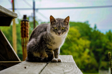 Farm cat sitting on a picnic table in the summer