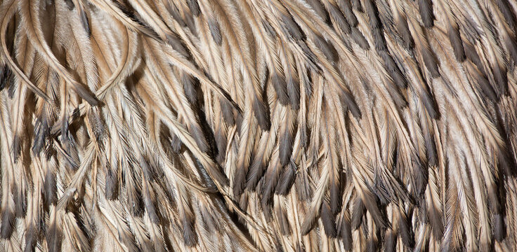 Emu feathers is the largest bird native to Australia and the only extant member of the genus Dromaius. It is the second-largest extant bird in the world by height after its ratite relative the ostric
