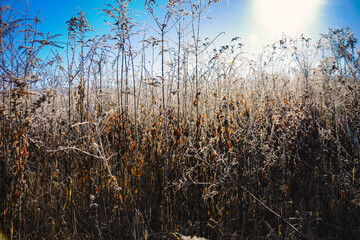Fototapeta premium Early morning frost on foliage in a field 
