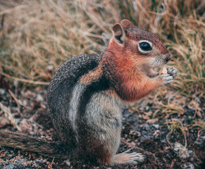 squirrel eating nut