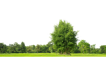 Fototapeta premium Trees line isolated on a white background Thailand.