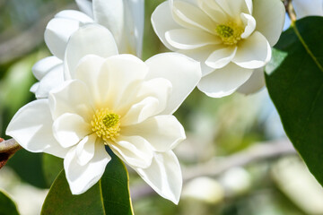 Closeup of white flowers blooming on a magnolia tree on a sunny day
