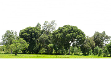 Trees line isolated on a white background Thailand.