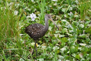 Limpkin Searching for Snails