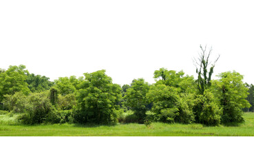 Trees line isolated on a white background Thailand.