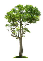 Fototapeta premium Tree,isolated tree on white background Thailand.
