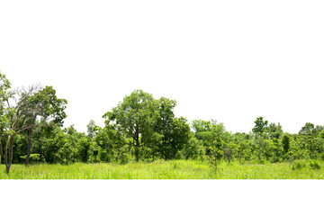 Trees line isolated on a white background Thailand.
