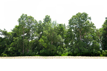 Trees line isolated on a white background Thailand.