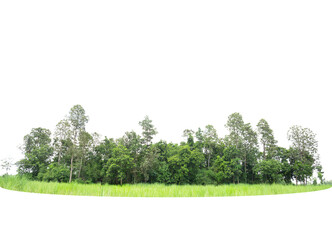 Fototapeta premium Trees line isolated on a white background Thailand.