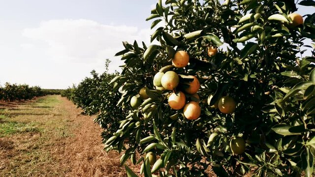 Orange orchard on a sunny day with a light breeze in Brazil. Sideways movement.