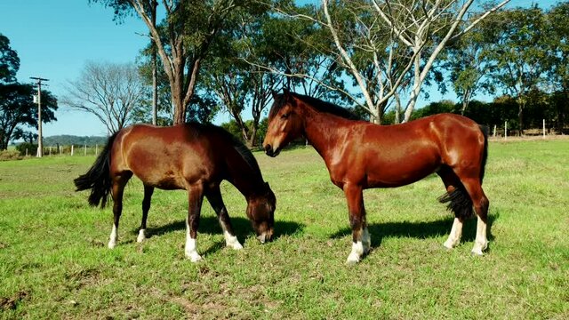 Tow beautiful chestnut brown horses standing ina field on a sunny day. 