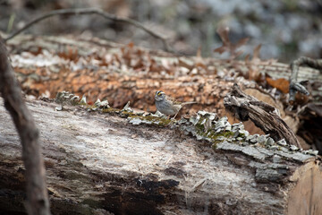White Throated Sparrow
