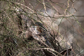 White Throated Sparrow