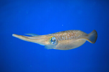 Fototapeta premium Bigfin Reef Squid (Sepioteuthis lessoniana) in Japan