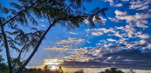 sunset in the forest