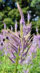 Culver's root, is a species of flowering plant in the plantain family, native to the eastern United States and south-eastern Canada. © Daniel Meunier