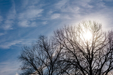 Obraz na płótnie Canvas Cool winter sun shines through the bare branches of a tree.