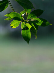 Green leaves with back light