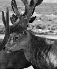 Seneca white deer are a rare herd of deer living within the confines of the former Seneca Army...