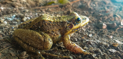 frog in the forest