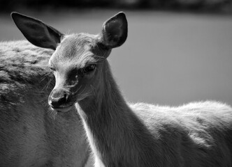 Seneca white deer are a rare herd of deer living within the confines of the former Seneca Army...