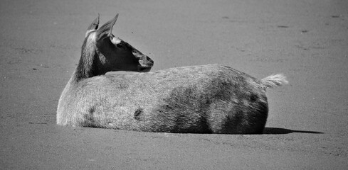 The elk, or wapiti is one of the largest species within the deer family, Cervidae, in the world,...