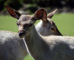 Seneca white deer are a rare herd of deer living within the confines of the former Seneca Army...