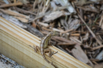 lizard on a tree trunk