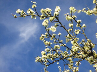 blooming cherry tree