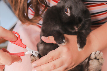 A girl cuts her nails to her decorative rabbit. Special scissors for pet care.