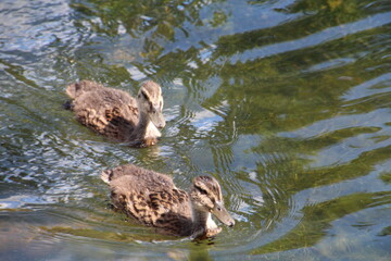 Young Mallards On The Water, William Hawrelak Park, Edmonton, Alberta