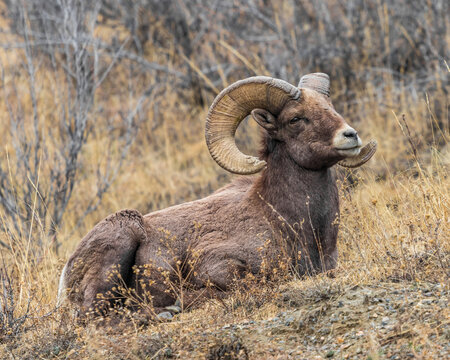 Big horn ram